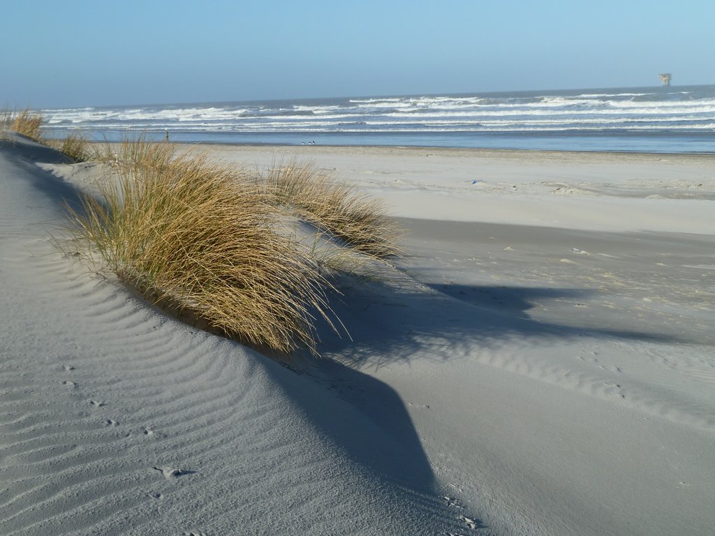 Düne im Wind