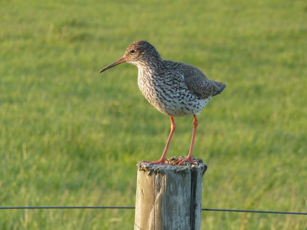 Rotschenkel